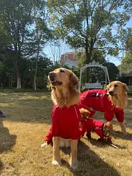 Комбінезон-дощовик для собак Derby Dog Suit Red 3XL - мініатюра 4
