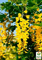 Саджанець Agro-Market Бобовник анагіролистний Golden Rain (44877) - мініатюра 2