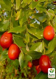Саджанець Agro-Market Зізіфус Хурман ранній термін дозрівання та перехресне запилення 1 шт. в упаковці (101841) - мініатюра 2