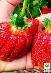 Саджанець Agro-Market Полуниця Богота (Bogota) (пізній термін дозрівання, великоплідний сорт) 5 шт. в пакуванні (44710) - мініатюра 2
