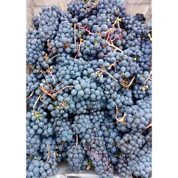 Саджанець Agro-Market LMTD Виноград Boskoop Glory (сортовий, укорінений) з Нідерландів 1 шт. в упаковці (184184) - мініатюра 3