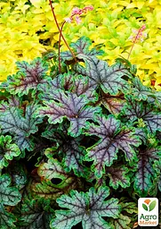 Гейхера (Heuchera) "Tapestry" (48572) 1 саженец - мініатюра 2