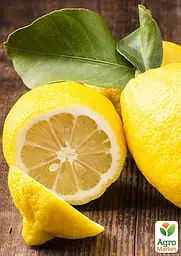 Саджанець Agro-Market Лимон Флорентіна 3 річний 70-90 см 1 шт. в упаковці (183437) - мініатюра 4