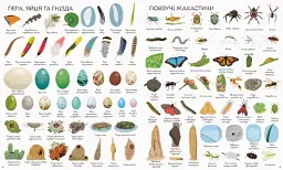 1000 назв природи - мініатюра 4