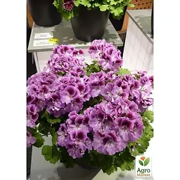 Саджанець Agro-Market Пеларгонія Королівська Aristo Orchid (контейнер № 10 висота 10-20 см) (49115) 1 шт. в упаковці - мініатюра 3