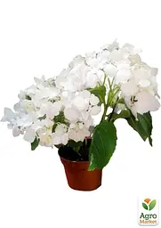 Саджанець Agro-Market LMTD Гортензія крупнолиста квітуча 2-х річна Snowball (20-30см) (62358) - мініатюра 2