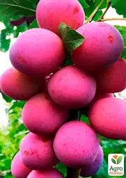 Саджанець Agro-Market Слива колоновидна Командор 1 шт. в упаковці (52708) - мініатюра 2
