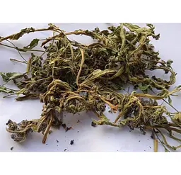 Медунка Трава Медуниця Pulmonaria officinalis