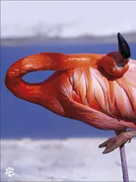 Animal Antics - - мініатюра 4