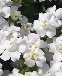 Бакопа Agro-Market Scopia Double White Махрова Ампельна 1 саджанець в упаковці - мініатюра 2