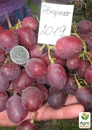 Саджанець Agro-Market Виноград Еверест (ранньостиглий, велика ягода, маса грони 600-1200гр) (50841) 1 шт. в пакуванні - мініатюра 2