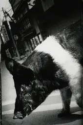 Daido Moriyama. The World through My Eyes - - мініатюра 3