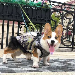 Світловідбивна зимова куртка для собак V.PET.B.R D58 camo M - мініатюра 3
