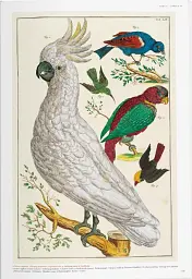Seba. Cabinet of Natural Curiosities - Райнер Віллманн - мініатюра 3