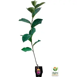 Саджанець Agro-Market Магнолія прищеплена 4-річна гібридна Cleopatra (висота 80-90 см) (182779) 1 шт. в упаковці - мініатюра 2