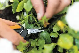 Ножиці Fiskars Solid Micro-Tip SP13 для мікрообрізки (1051600) - мініатюра 7