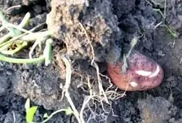 Саджанець Agro-Market Іпомея ампельна Батат Black Tone (52184) 1 шт. в упаковці - мініатюра 2