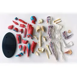 Модель м'язів і скелета людини Edu-Toys SK056 збірна, 19 см - мініатюра 2
