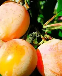 Саджанець Agro-Market Алича Байрон Голд (осінній сорт, пізній термін дозрівання) (39997) 1 шт. в упаковці - мініатюра 2
