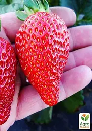 Саджанець Agro-Market Полуниця ремонтантна Червона мрія (преміальний сорт) 5 шт. в пакуванні (44560) - мініатюра 3