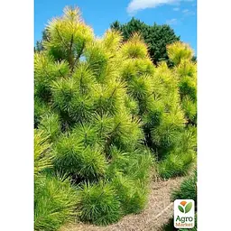 Саджанець Agro-Market Сосна Орегонська 4-річна (Рinus ponderosa) С3, висота 60-70 см (115780) - мініатюра 2