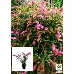 Саджанець Agro-Market Буддлея Давида 3х річна Pink Delight С2 (100247) 1 шт. в упаковці - мініатюра 3
