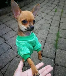 Кофта для собак та котів EcoToys Green M ряба зелена A: 30 см B: 37 см C: 24 см M-7070 - мініатюра 7