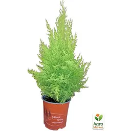 Саджанець Agro-Market Кипарисовик Goldcrest Wilma (Pyramide) висота 30-45см (63183) - мініатюра 3