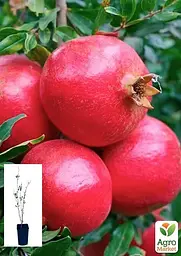 Саджанець Agro-Market Гранат Шаролі садовий 2-х річний 40-60 см 1 шт. в упаковці (102130) - мініатюра 2