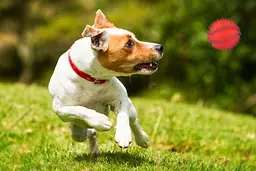 Іграшка для собак м'яч вініловий з шипами Happet червоний, червоний, 10.5 см, (Z826) - мініатюра 2