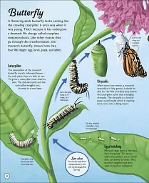 Life Cycles. Everything from Start to Finish - мініатюра 4