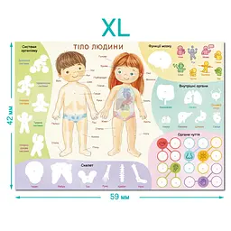 Навчальний постер з наклейками "Тіло людини" DoDo Toys 300901 XL 37 стікерів - мініатюра 4