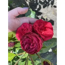 Троянда англійська Agro-Market Red Piano саджанець класу АА+ вищий сорт 1 шт. в упаковці (52261) - мініатюра 2
