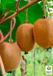 Саджанець Agro-Market Ківі Бруно (один з кращих сортів) 1 шт. в упаковці (35893) - мініатюра 2