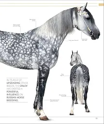 The Horse Encyclopedia (new edition) - мініатюра 6