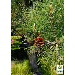 Саджанець Agro-Market Сосна Тунберга 3-річна Pinus Thunbergii С1,5, висота 40-50см (підходить для бонсай) (176349) - мініатюра 4