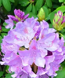 Рододендрон Agro-Market Catawbiense Grandiflorum ліловий 1 саджанець в упаковці (45486) - мініатюра 3