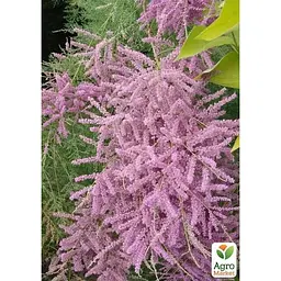 Саджанець Agro-Market Тамарикс гіллястий 2-х річний Pink Cascade С2 (182522) 1 шт. в упаковці - мініатюра 3
