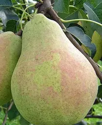 Саджанець Agro-Market Груша Марія (зимовий сорт, пізній термін дозрівання) (35452) 1 шт. в упаковці - мініатюра 4