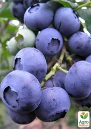 Саджанець Agro-Market Лохина 3-х річна Дюк (Duke) С5 висота 70-90см 1 шт. в пакуванні (182324) - мініатюра 3