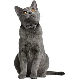 Нашийник для котів BronzeDog Barksi Classic Хвиля шкіряний одинарний з срібним тисненням 2XS 18-25х1 см чорний - мініатюра 4