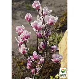 Саджанець Agro-Market Магнолія щеплена 4-річна суланжа Satisfaction (висота 60-80 см) (152755) 1 шт. в упаковці - мініатюра 4