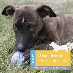 М'яч для цуценят KONG Puppy Ball - мініатюра 3