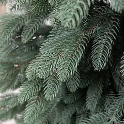 Лита штучна ялинка 1.8 м блакитна Шепетівська V16 реалістична Преміум LUGI KOS-SHPBL18 - мініатюра 6