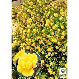 Троянда плетиста Agro-Market Лаура Форд саджанець класу АА+ вищий сорт 1 шт. в упаковці (178141) - мініатюра 3