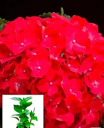 Гортензія Agro-Market Forever & Ever Red крупнолиста 2-х річна висота саджанця 25-45 см 1 саджанець в упаковці - мініатюра 3