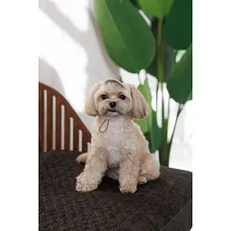 Кепка Pet Fashion Glamor для собак S - мініатюра 3