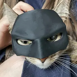 Кажан- Кіт - Маскбат Кот Маска Кот - мініатюра 5