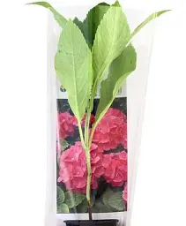 Гортензія Agro-Market Sweet dream крупнолиста малинова 1 саджанець в упаковці (24575) - мініатюра 3