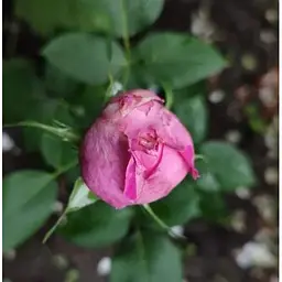 Троянда флорибунда Agro-Market Peony Pink Пиони Пінк 1 шт. в упаковці (51249) - мініатюра 5